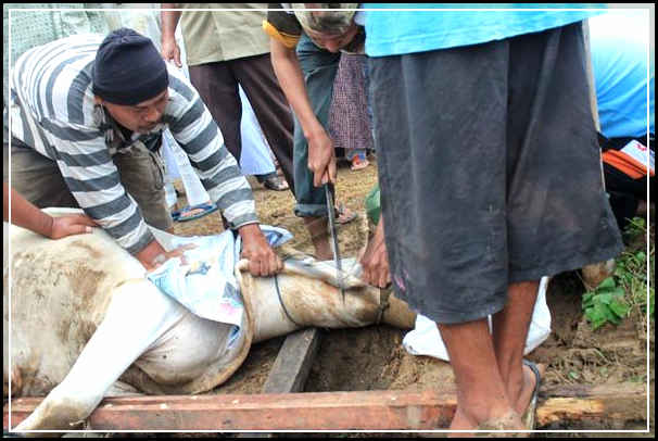Tanpa Bantuan Pemerintah dan DPRD Setempat Warga Desa Harapan Bengkalis Sembelih 8 Ekor Sapi