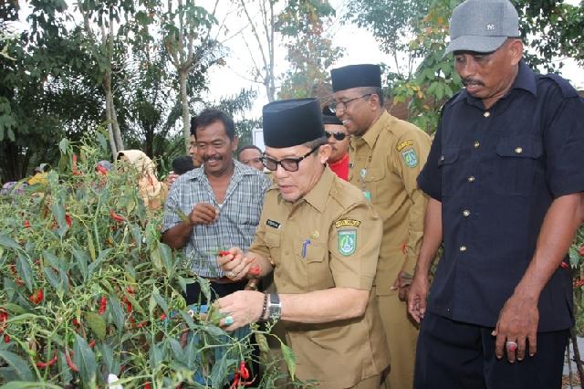 Panen Raya Cabai Merah di Gurun Panjang, Pemko Akan Bantu Kegiatan Poktan