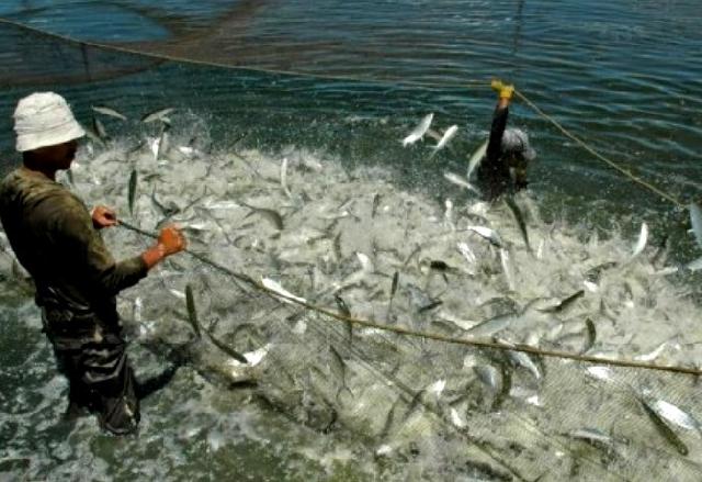 Budidaya Perikanan di Rohil Terus Menerus Ditingkatkan