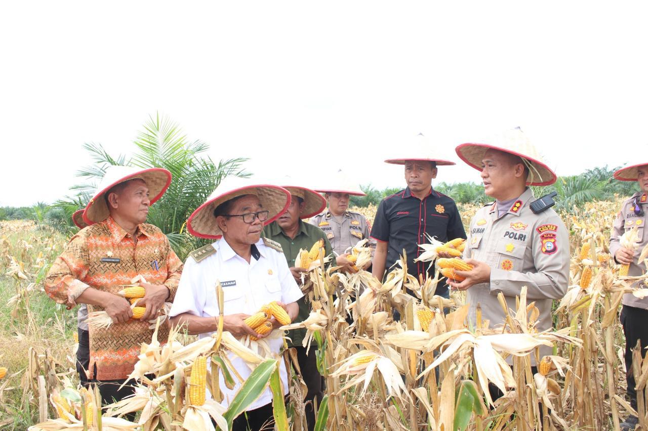 Kapolres Rohil Pimpin Panen Raya Jagung Serentak, Hasil Capai 8 Ton per Hektar