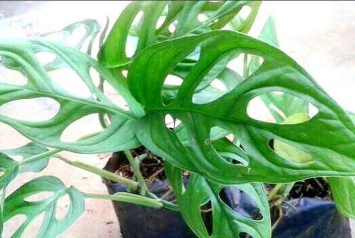 Janda Bolong Tanaman Hias Mahal, Ini 7 Jenisnya