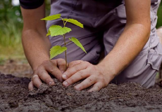 Program Tanam 238 Ribu Pohon Pecahkan Rekor Dunia