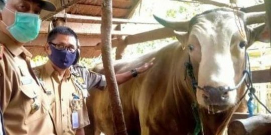 Sapi Kurban Presiden Jokowi Diperlakukan Khusus, Diberi Karpet Seharga Rp2 Juta Biar Tidur Nyenyak