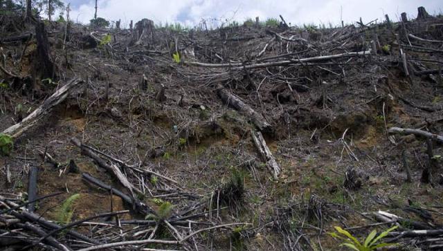 1,2 Hektare Hutan Bakau Mandeh Dirusak