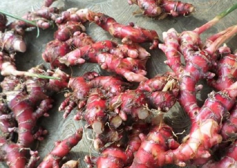 4 Manfaat Jahe Merah