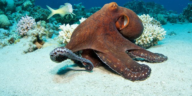 Gurita Suka Lukai & Makan Tubuh Sendiri Setelah Kawin, Ilmuwan Temukan Penyebabnya