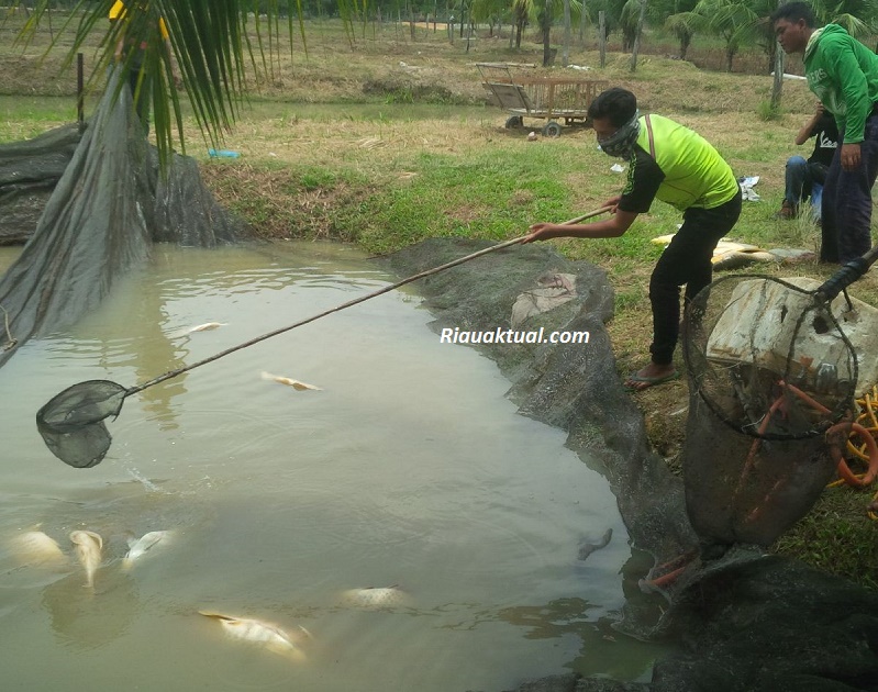 Dampak Proyek Tol Pekanbaru-Dumai, Belasan Ikan Arwana Penangkaran Warga Mati