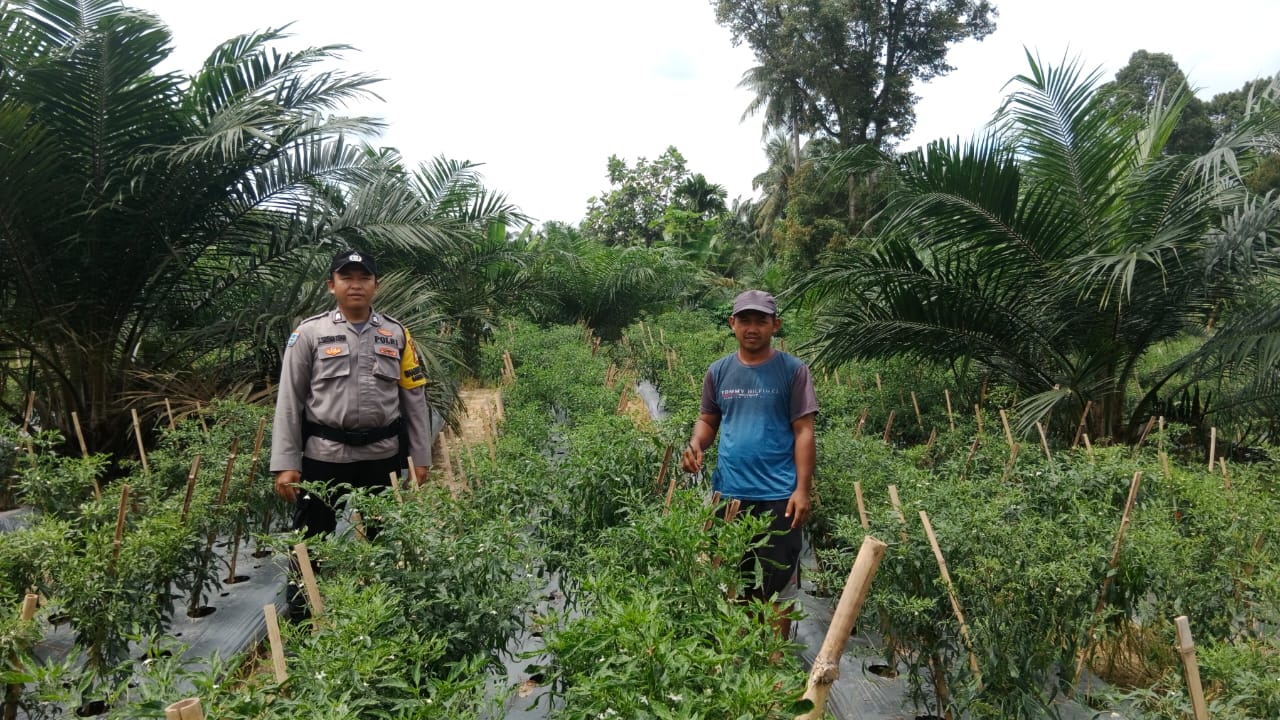 Polsek Bangko Pusako Lakukan Pembinaan Ketahanan Pangan di Bangko Lestari