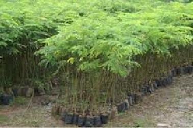 Sudah 20.800.000 Bibit Pohon Ditanam di Aceh  