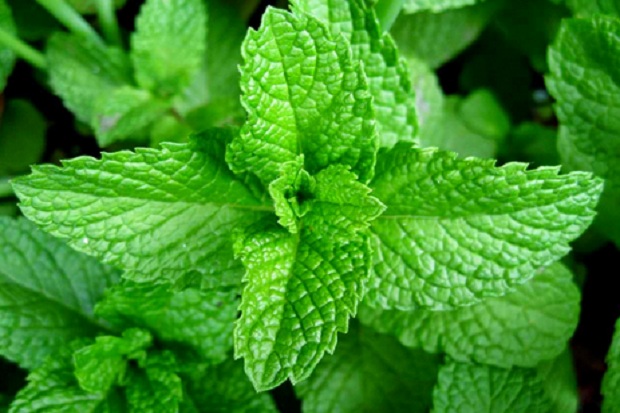 Ini 9 Manfaat Daun Stevia, Manisnya 300 Kali Lipat Gula Tapi 0 Kalori