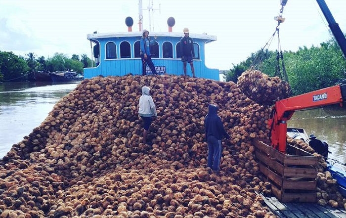 Ini Penjelasan Pemkab Terkait Anjloknya Harga Kelapa di Inhil