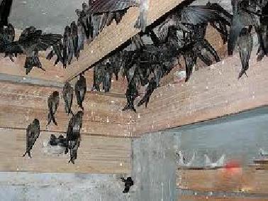 Pemko Pekanbaru Akui Belum Bisa Tegakkan Perda Walet yang Ada