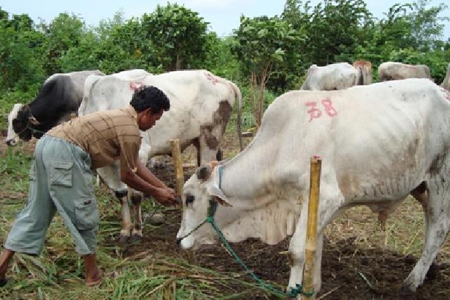 6.979 Ekor Hewan Siap Di Qurbankan Untuk Kota Pekanbaru