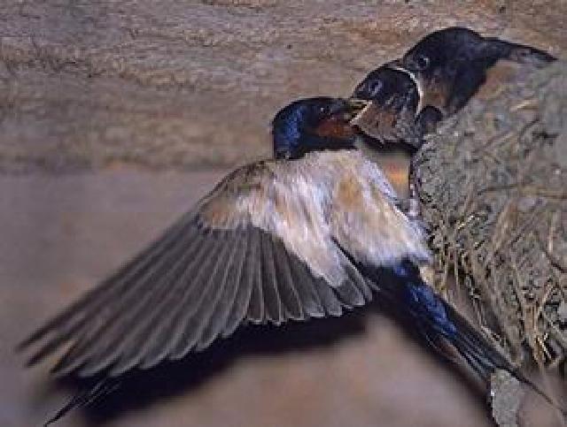 Waduh !! Tahun Ini Pajak Walet di Pekanbaru Nihil Lagi