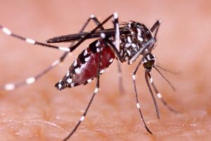 Waspada, November Puncak Serangan DBD di Riau