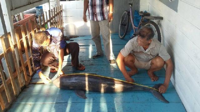 Sedih.. 2 Lumba-Lumba Ditemukan dalam Keadaan Mati Terjaring Nelayan Riau