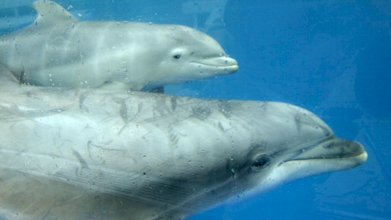 Pasrah saat Lihat Sirip Hitam saat Tersesat di Laut, Tenyata Lumba-Lumba yang Menyelamatkannya