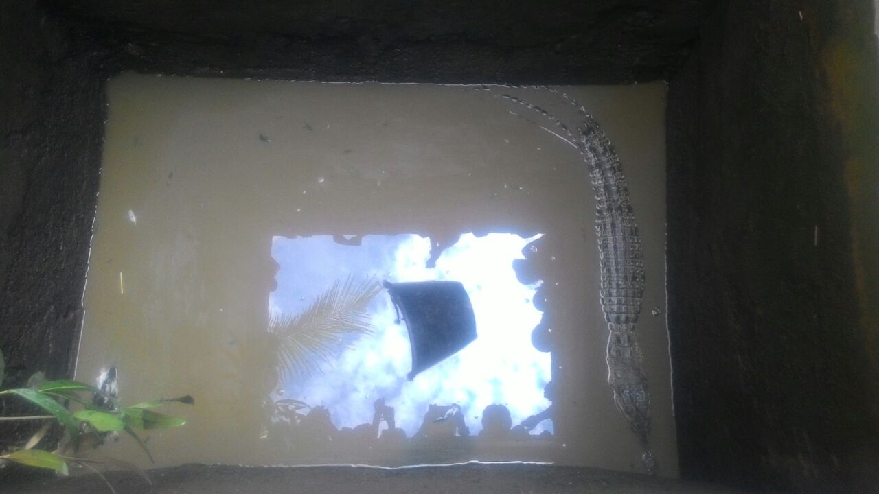 Warga Kempas Tangkap Buaya Sepanjang 2 Meter