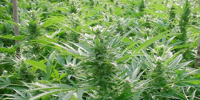 TNI temukan 60,7 ha ladang ganja saat sedang latihan patroli