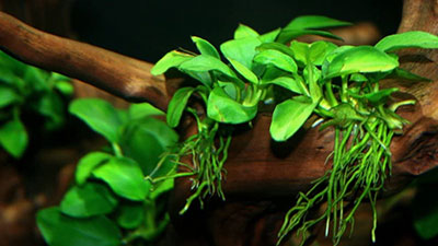 10 Tanaman yang Bagus Dipasang di Aquarium