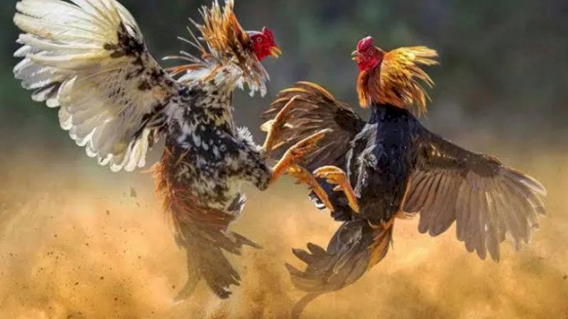 Mau Diadu, Ayam yang Dipasangi Pisau Malah Membunuh Pemiliknya Sendiri