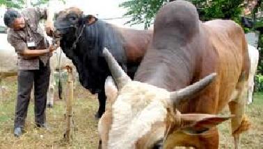 Dewan Desak Disnak Pastikan Kondisi Hewan Kurban