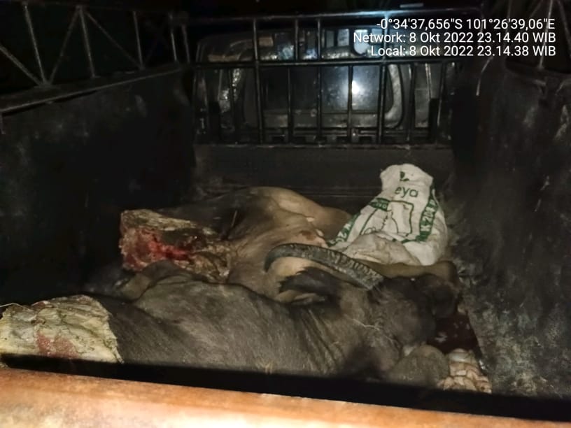 Maling Ternak Antar Kabupaten Babak Belur Dimassa