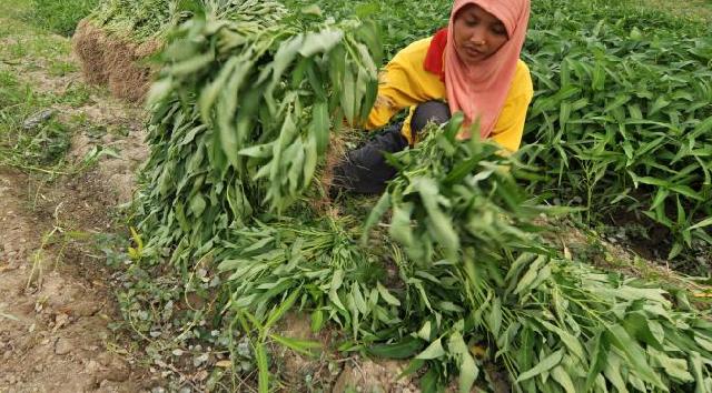 Petani Wajib Kantongi ISPO