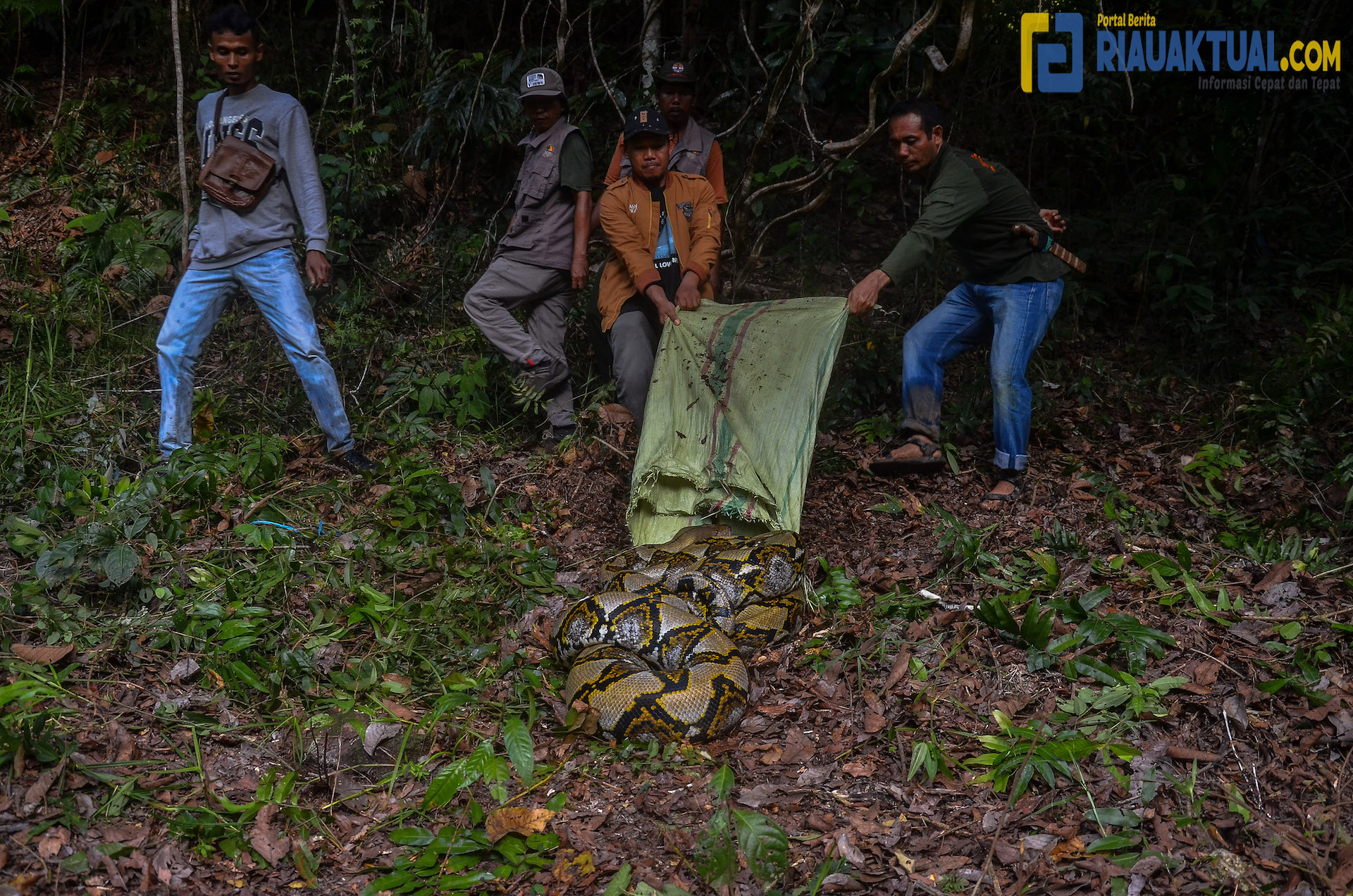 Potret Pawang Ular di Riau Digigit dan Dililit Piton saat Pelepasliaran