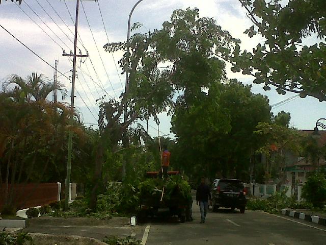 Akibat Angin Ribut, Pohon Tumbang Timpa Kabel Listrik  