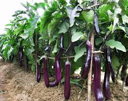 Delapan Manfaat terong untuk kesehatan yang jarang diketahui