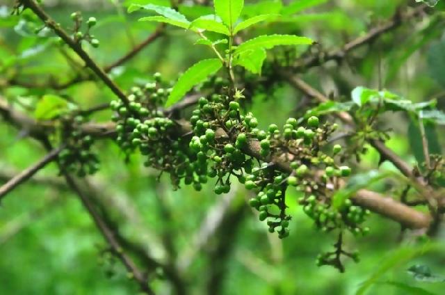 Andaliman, Bumbu Ajaib Kekuatan Kuliner Khas Danau Toba