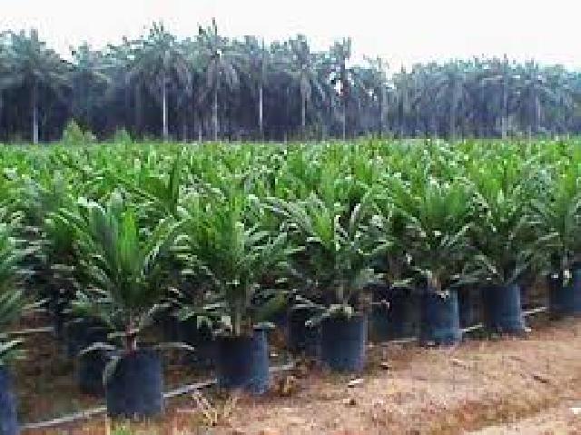 Warga Dambakan Bantuan Bibit Sawit dari Pemda