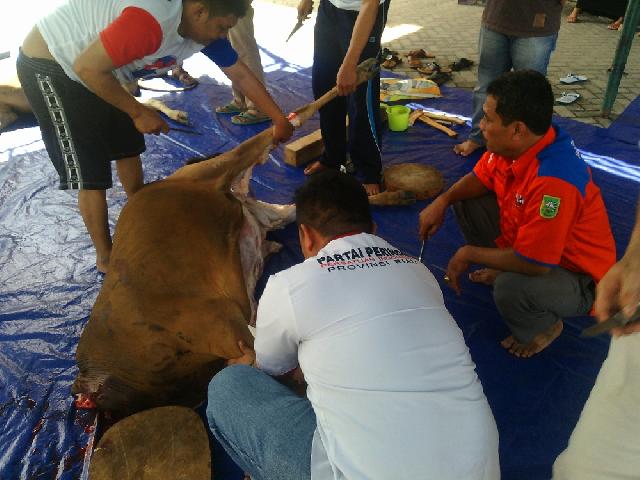 Partai Perindo Riau Korban 2 Ekor Sapi