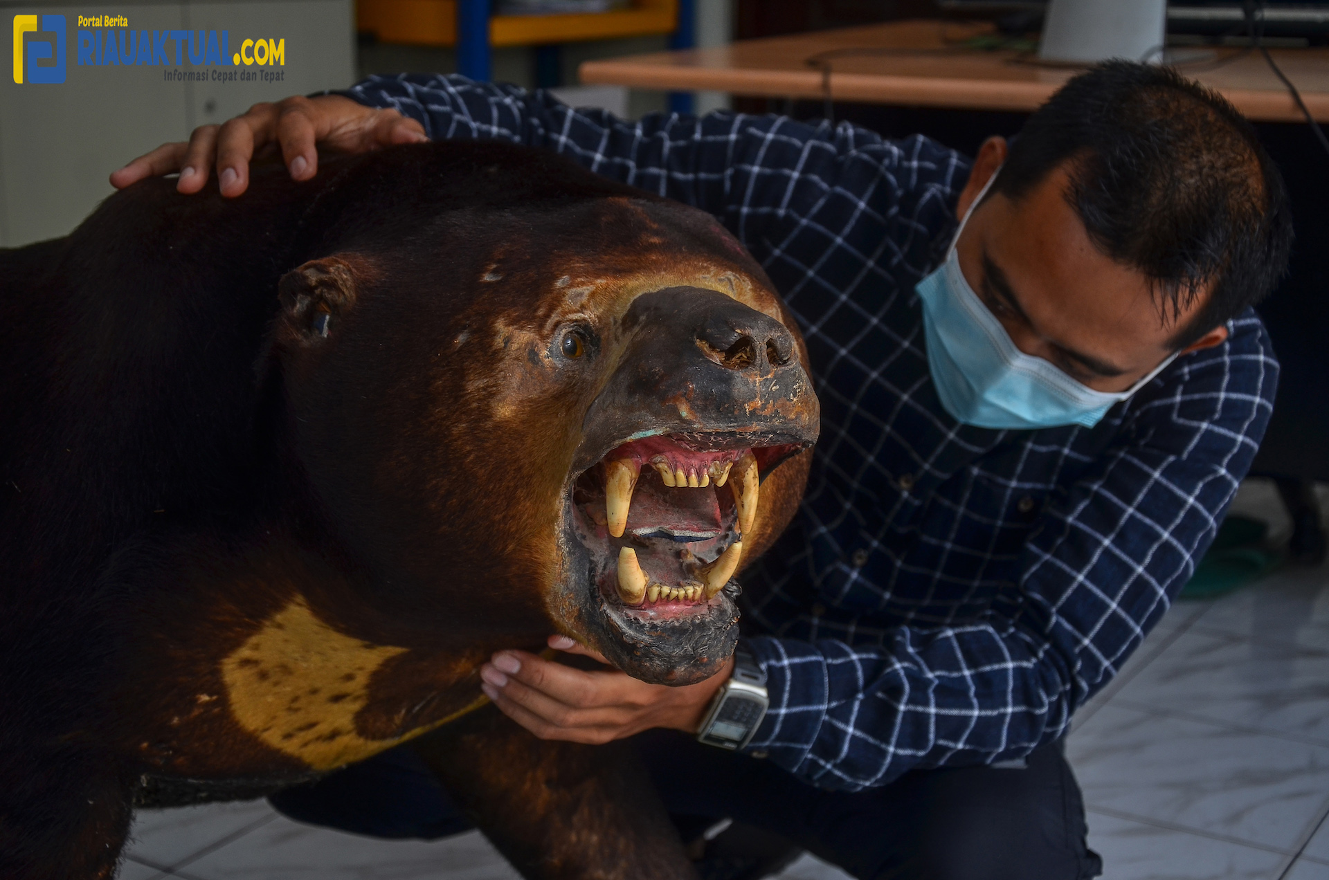 BBKSDA Riau Terima Sitaan Offset Dari Polres Inhil