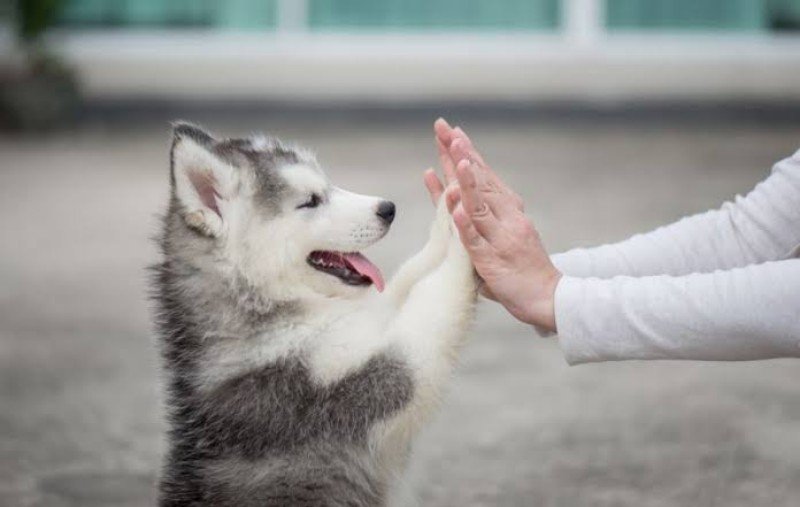 Selain Kucing dan Anjing, Ini Daftar Hewan yang Rawan Terpapar Covid-19