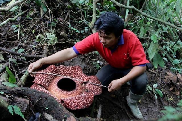 Dua jenis bunga Rafflesia mekar bersamaan