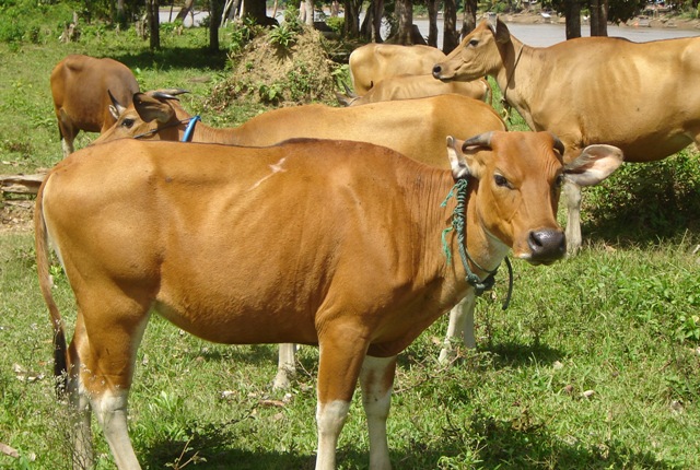 Sepekan Jelang Idul Adha, Distankan Pekanbaru Belum Temukan Hewan Yang Tidak Layak Sembelih