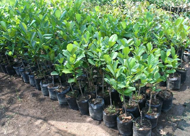 11 Desa di Inhu Bakal Terima Pengadaan Bibit Pengayaan Hutan