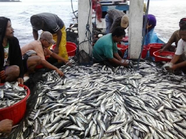 Potensi Perikanan Rohil Melimpah Tapi Belum Miliki PPI