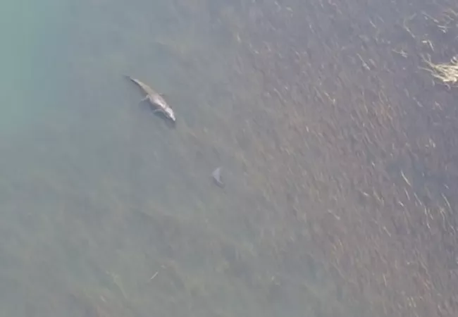 Ada Hiu versus Buaya Raksasa bak Legenda Surabaya di Australia