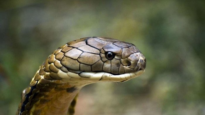 Ular King Cobra Ngamuk Saat Tidak Mau Dievakuasi ke Dalam Kotak