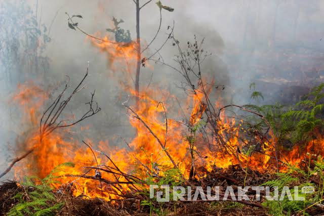 Polda Riau Amankan 7 Pelaku Pembakaran Hutan dan Lahan di Provinsi Riau