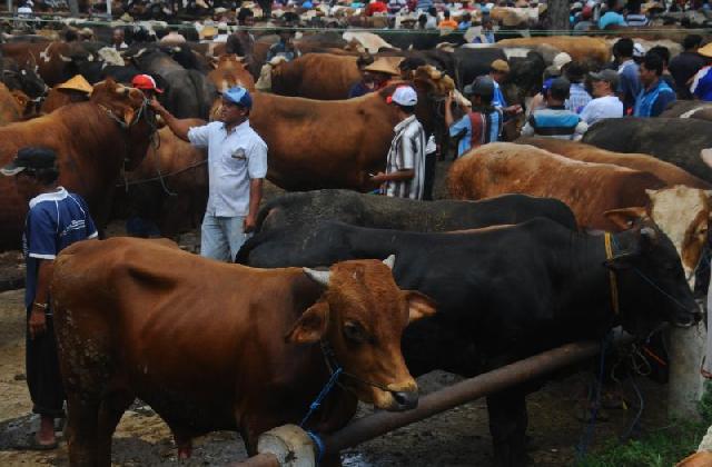 Kemudahan Pinjaman Modal Belum Dirasakan Peternak