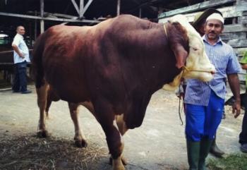 Sapi kurban anggota DPRD Pekanbaru ini kalahkan Sapi milik Presiden Jokowi