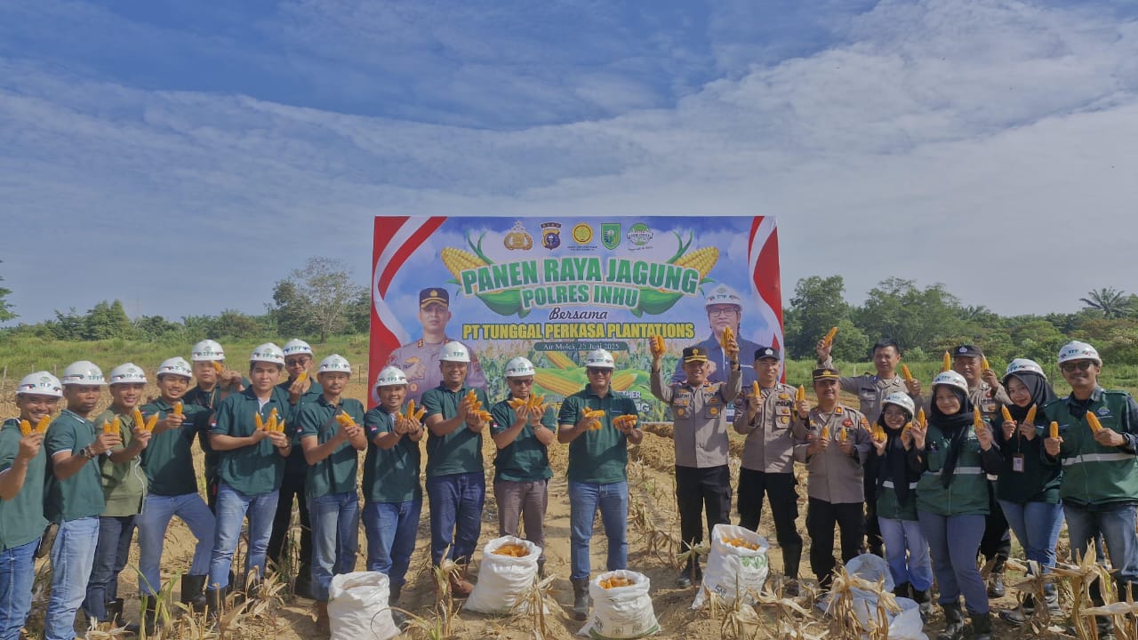 Panen Raya Jagung di Inhu, PT TPP Wujudkan Dukung Ketahanan Pangan