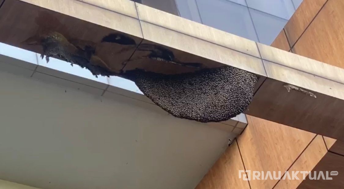 Tujuh Sarang Lebah Ditemukan di Perpustakaan Soeman H.S Pekanbaru