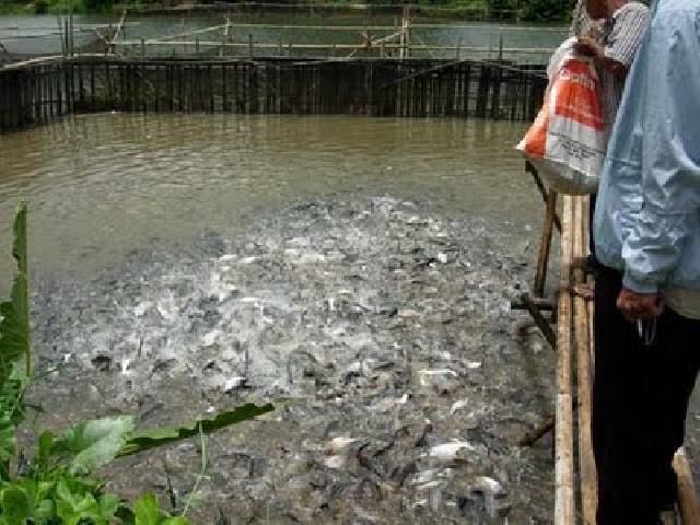 Distan Beri 1.000 Bibit Ikan Ke Petani Bandar Khayangan 