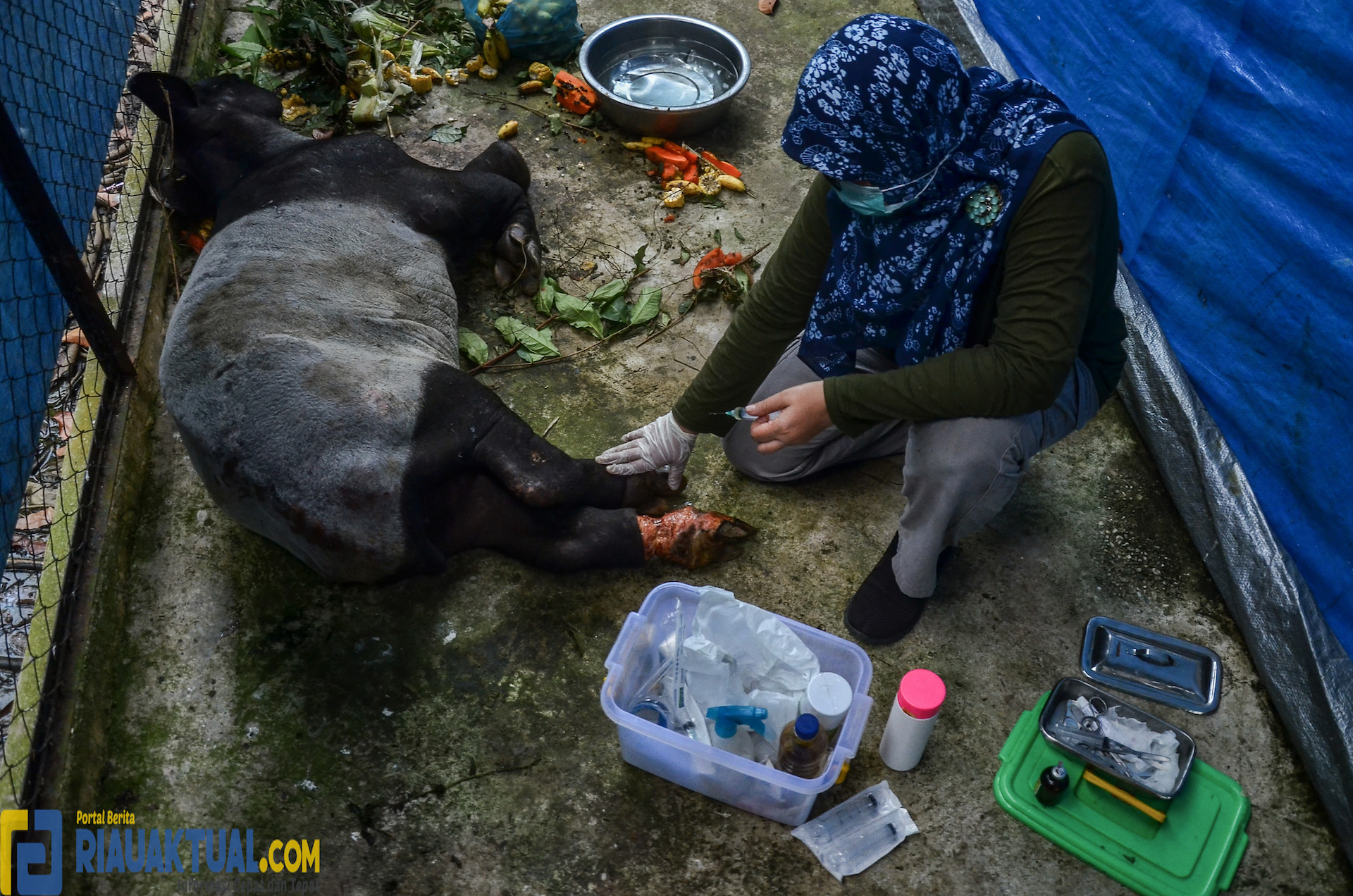 Melihat Pengobatan Tapir Yang Terluka Akibat Jeratan