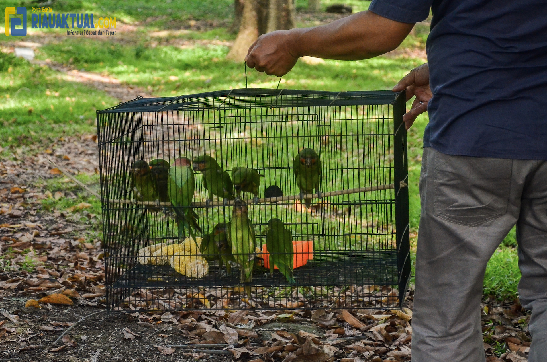 Pelepasliaran Belasan Ekor Burung Betet Hasil Tindak Pidana Perdagangan Satwa Dilindungi